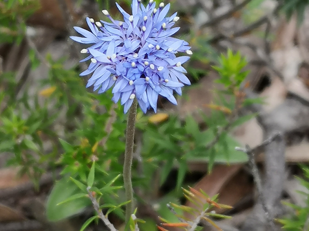 The Picaninny (Bainggug)-Dunkeld必去景点