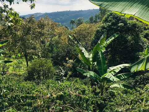 Finca Momota-萨伦托必去景点