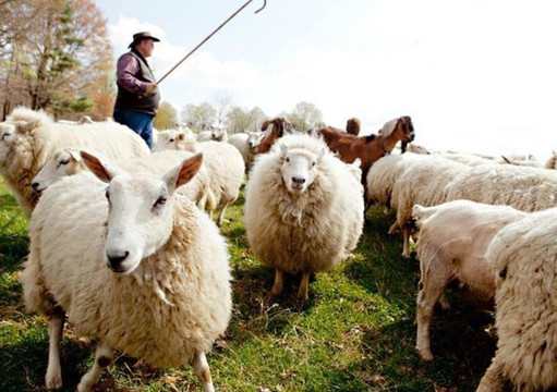 Blue Zone Sardinia-阿尔盖罗必去景点