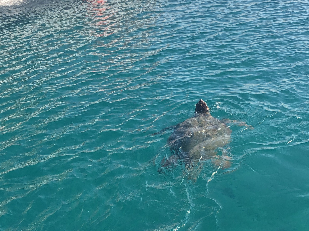 Mythos Boat Tours-Argassi必去景点