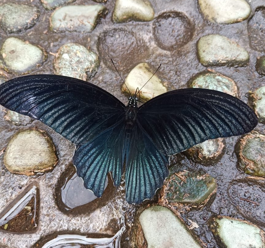 Kemenuh Butterfly Park-Kemenuh必去景点