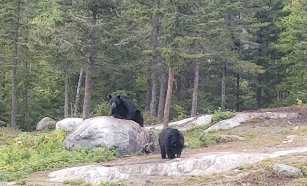Observation de l'Ours Noir-Sacré-Coeur-Saguenay必去景点
