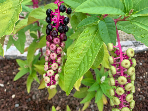Giardino Botanico - Orto dei Semplici