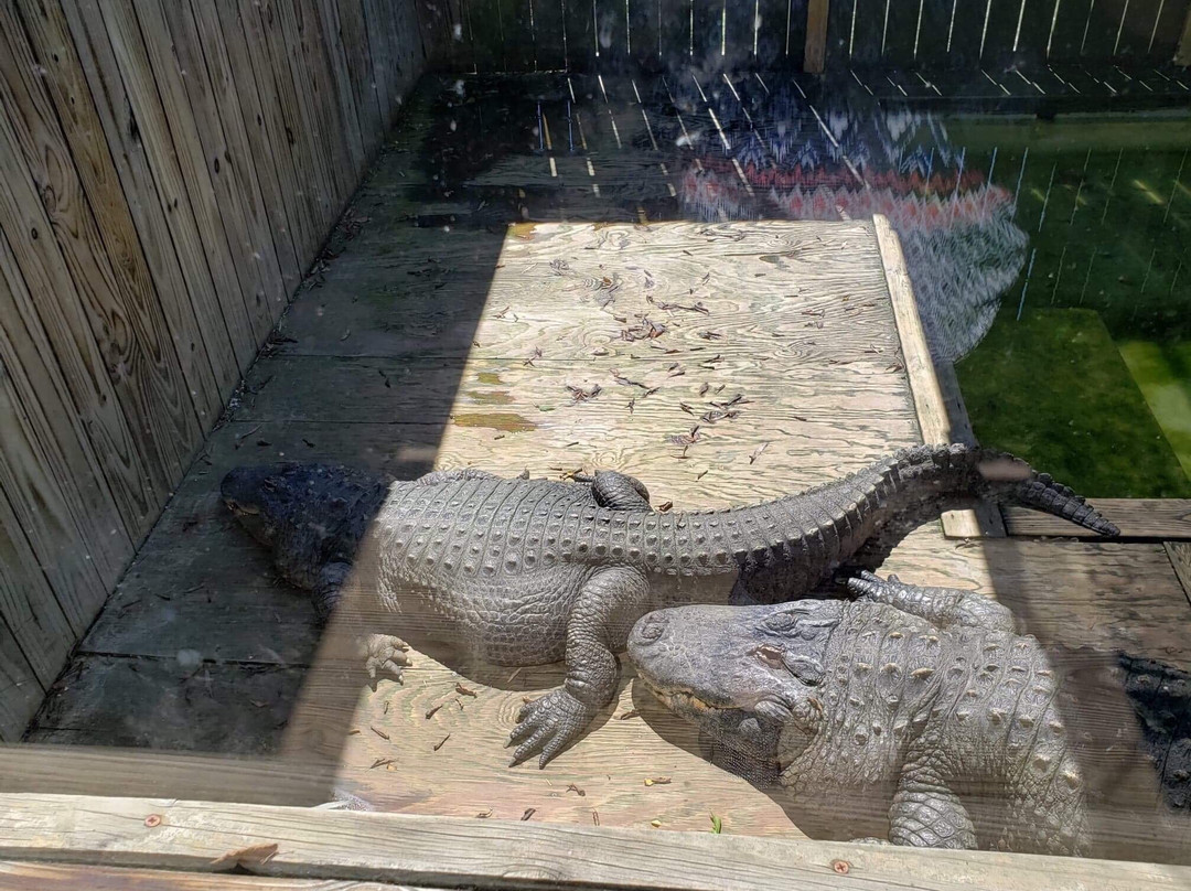 Luray Zoo - A Rescue Zoo-卢雷必去景点