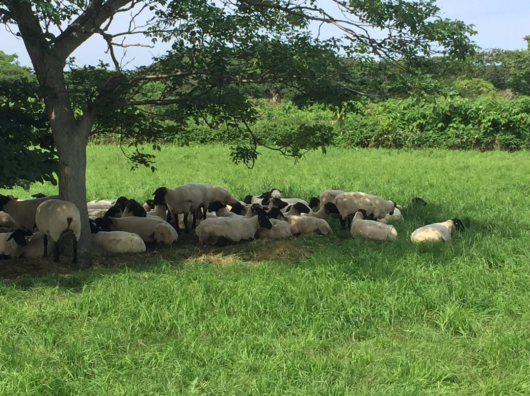 Yagishiri Menyo Bokujo-羽幌町必去景点