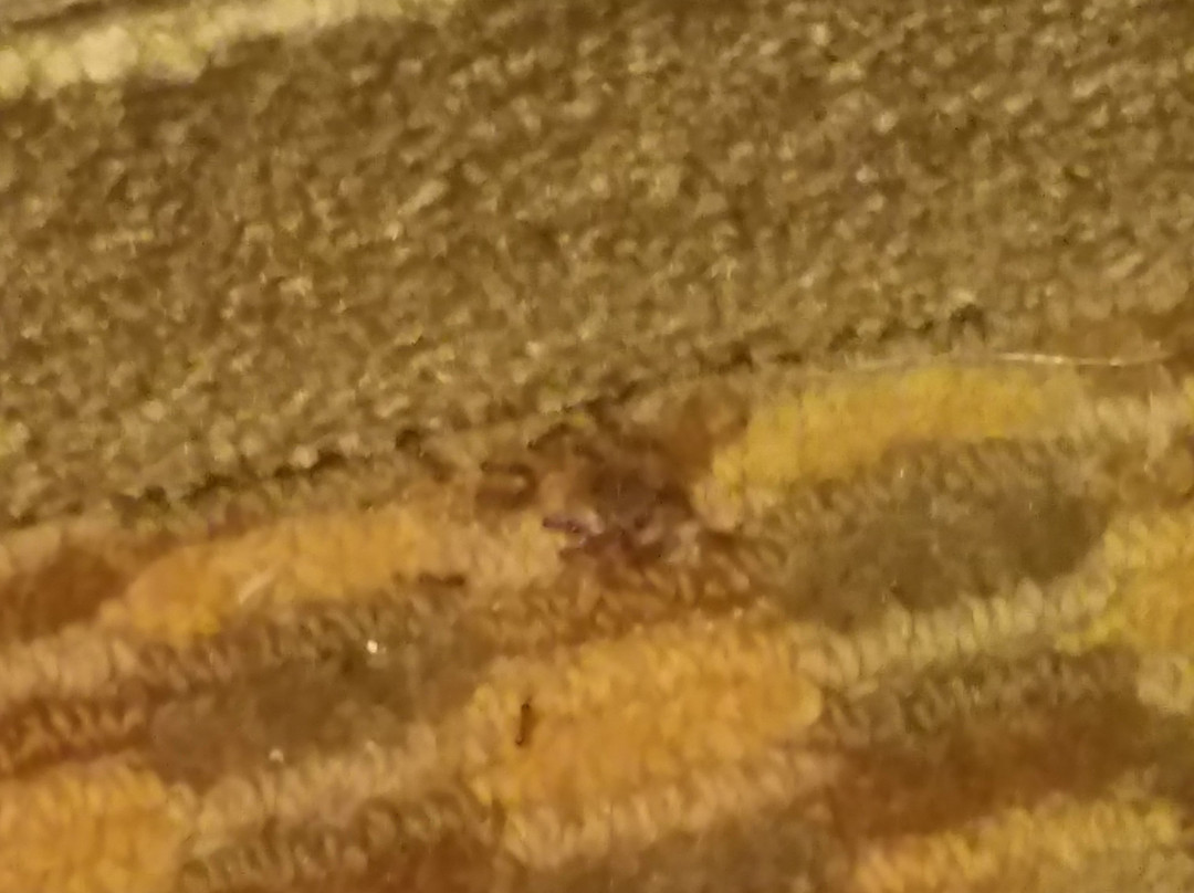 Red Lion Inn & Suites Grimes主图