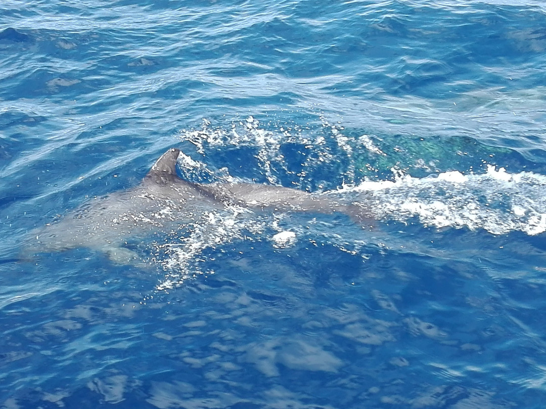 Aqua Açores-Lajes do Pico必去景点