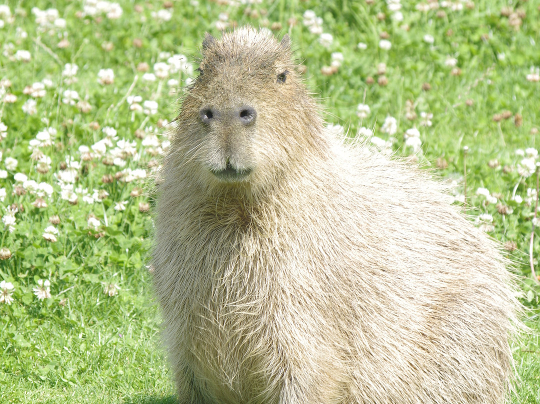 Ardmore Open Farm & Mini Zoo-Ardmore必去景点