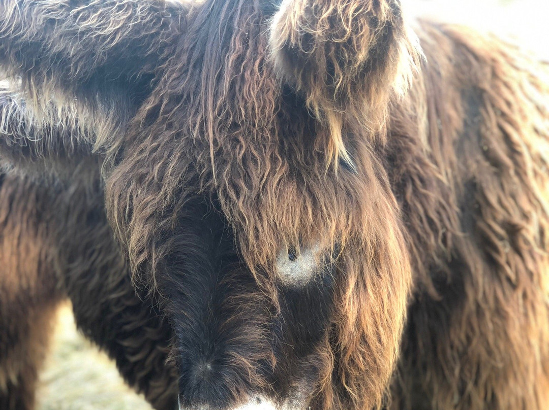La Ferme du Marais Poitevin主图