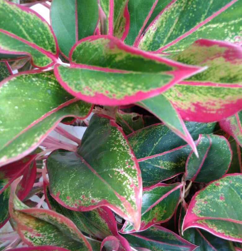 Sanu Lagoon spa-唐卡拉必去景点