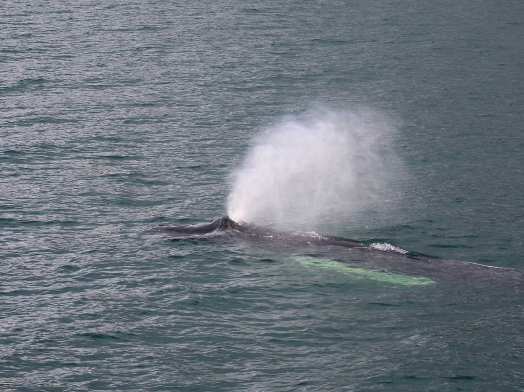 Whale Watching Hjalteyri景点图片