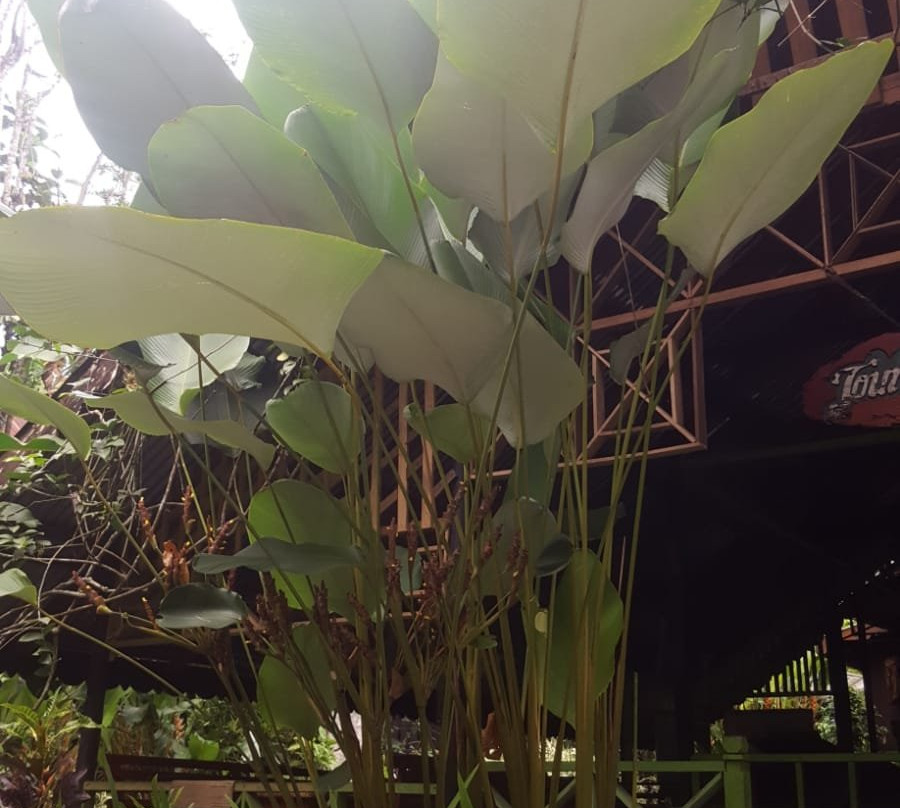 Jack Jungle Trip-Ketambe必去景点