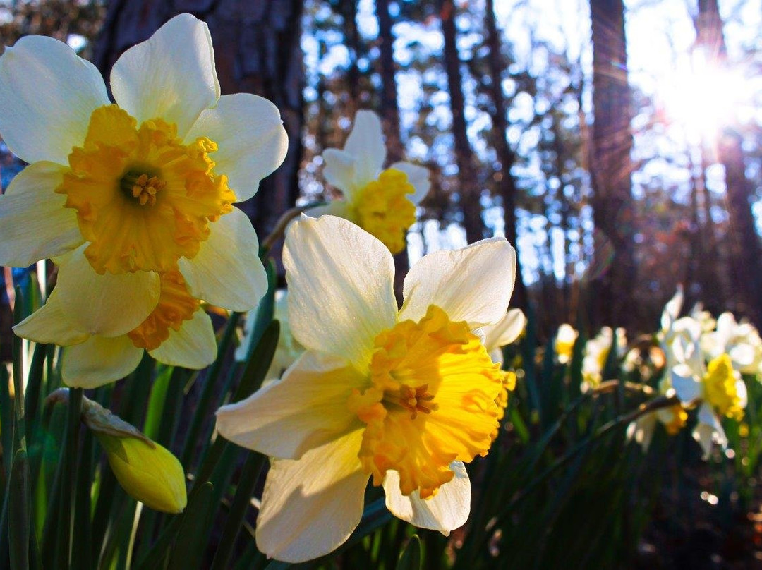 Wildwood Park for the Arts-小石城必去景点