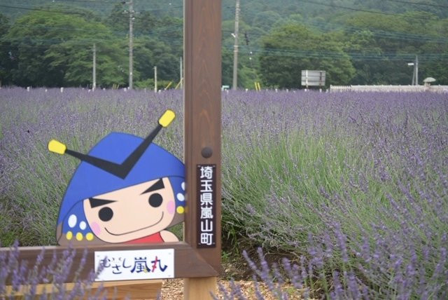 Ranzanmachi Sennen no Sono Lavender Field-岚山町必去景点
