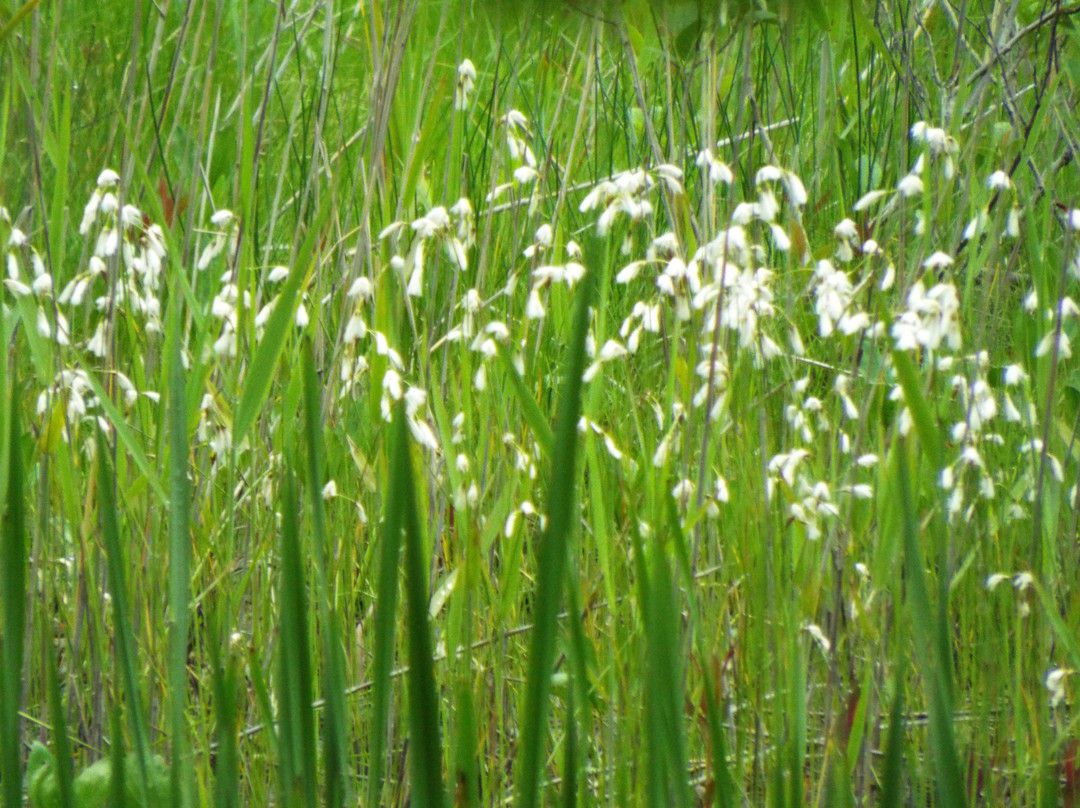 Yanohara Wetlands-昭和村必去景点