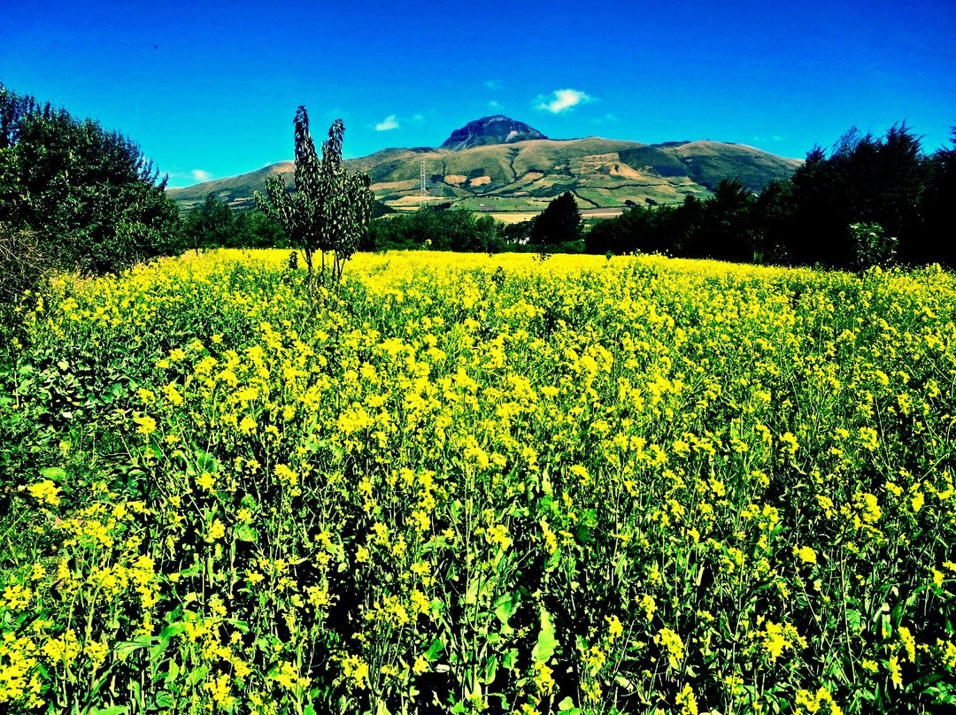 Bee Farm Shunku-Machachi必去景点