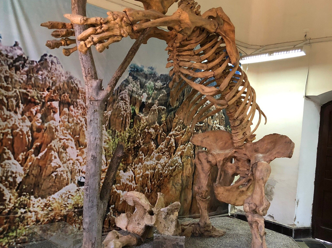 Museo Paleontologico y Arqueologico-塔里哈必去景点