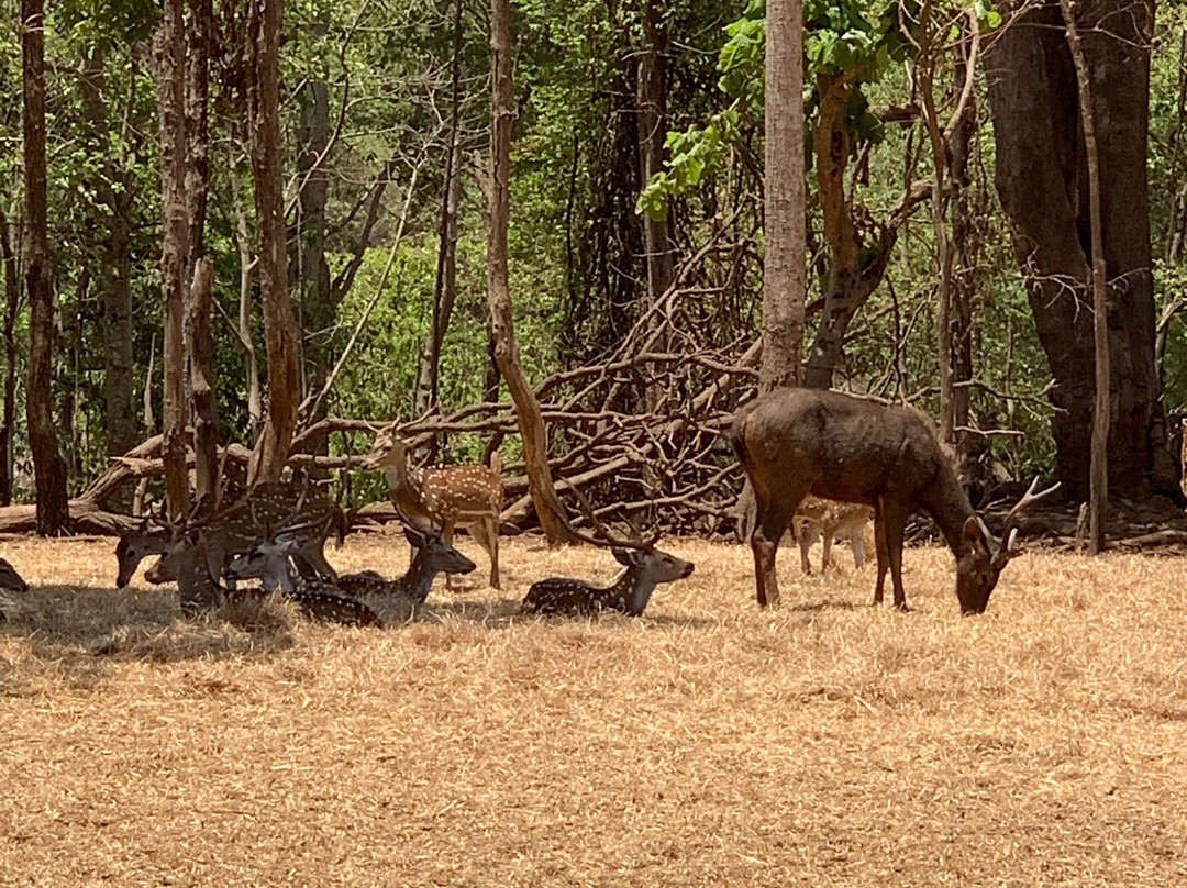 Deer Park景点图片