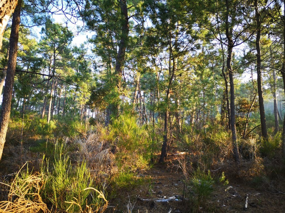Forêt de la Coubre景点图片