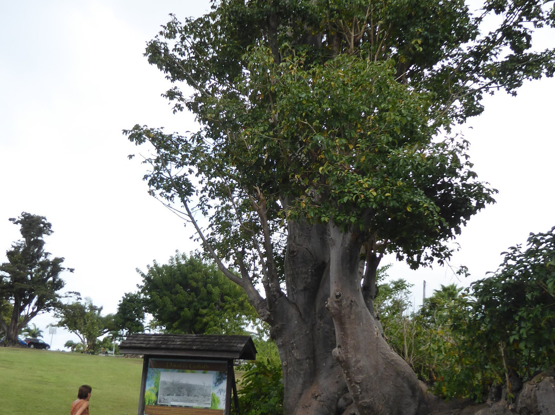 Dominica Botanic Gardens-罗索必去景点