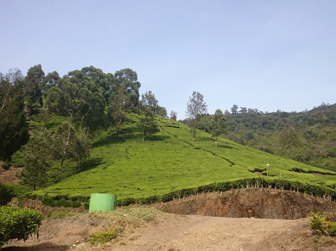 Marayoor Sandalwood Forest景点图片