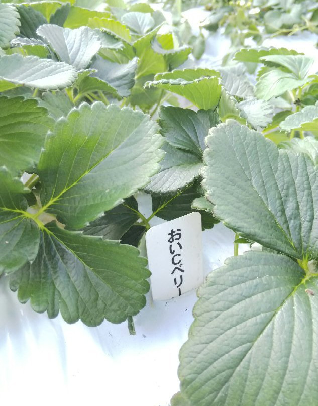 Takanashi Farm-大多喜町必去景点