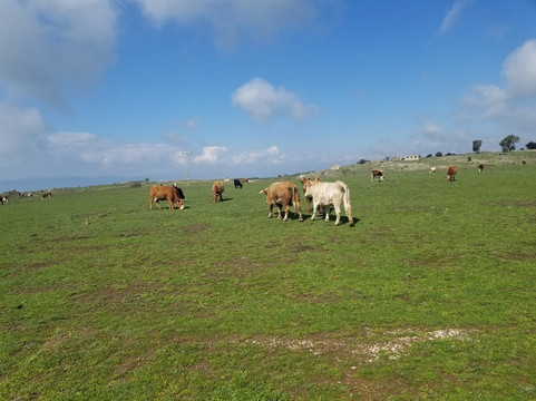 The Flying Turtle-Merom Golan必去景点