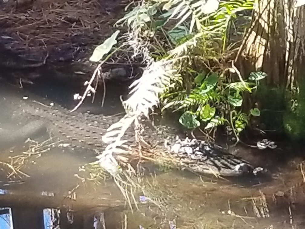 Okefenokee Heritage Center-Waycross必去景点