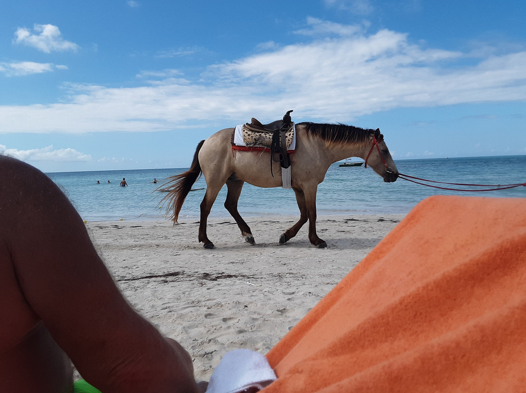 Phillip's Jamaica Tours景点图片