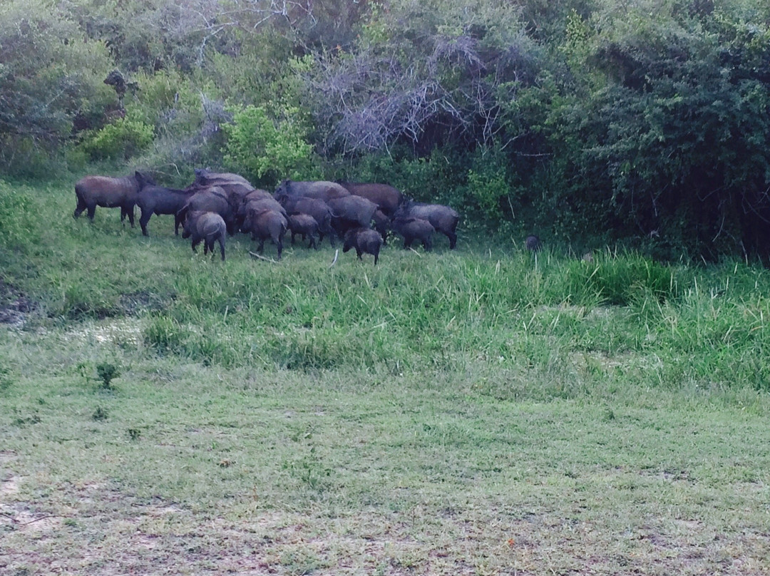 Sri Wild Yala Safari景点图片