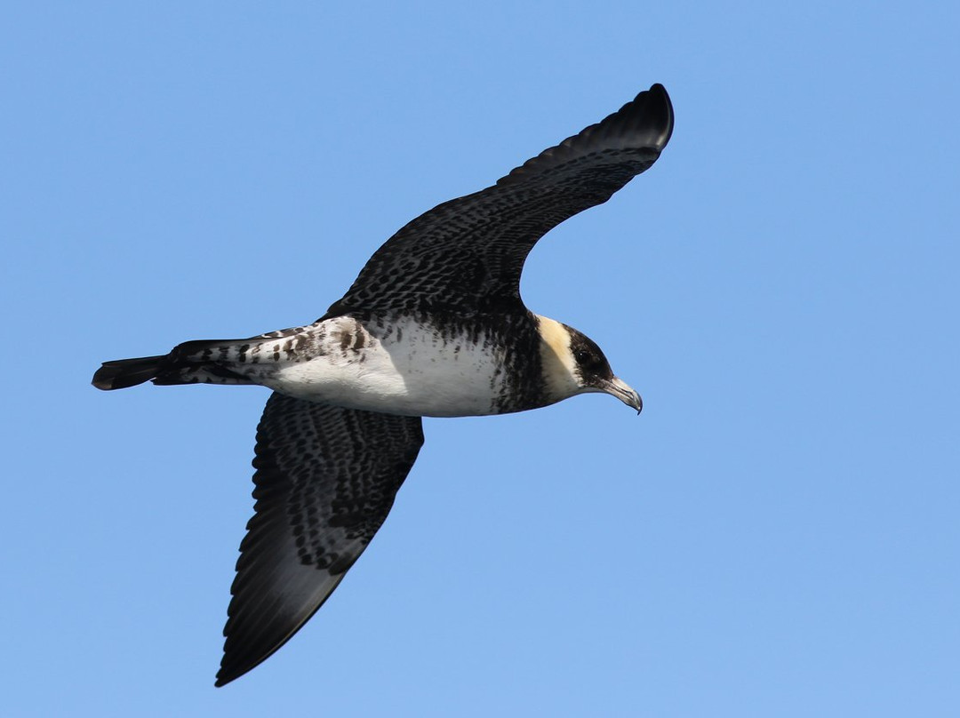 Shearwater Wildlife Tours-科克必去景点