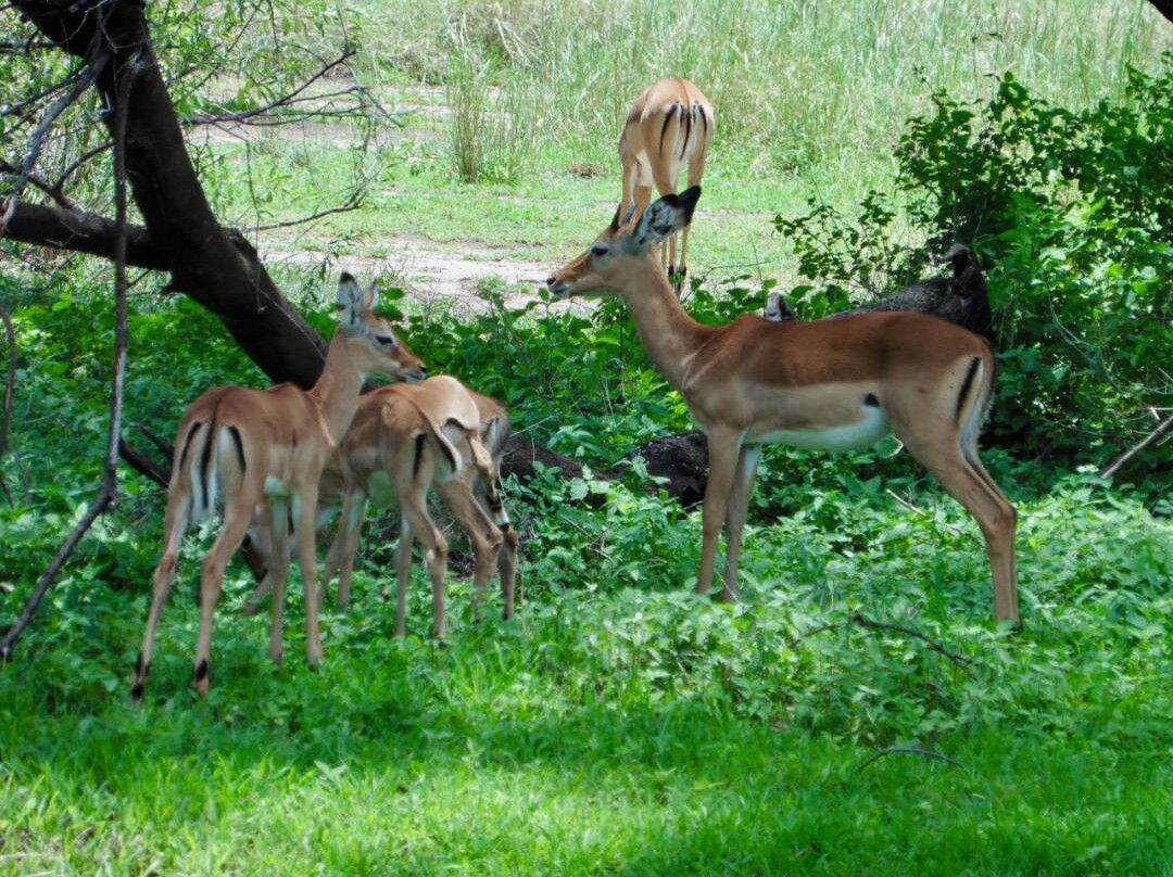 Wild Giant Safaris-莫西必去景点