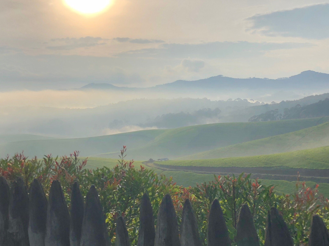 Gisovu Tea Estate景点图片