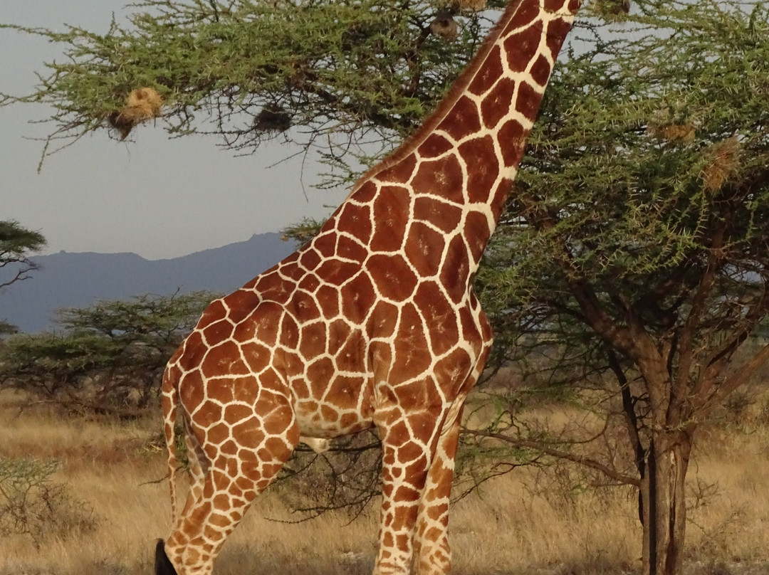 阿什尼尔桑布鲁营地酒店主图