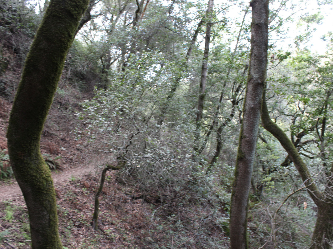 Huckleberry Botanic Regional Preserve-奥克兰必去景点