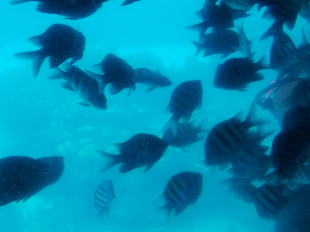 Nautilus: The Undersea Tours景点图片