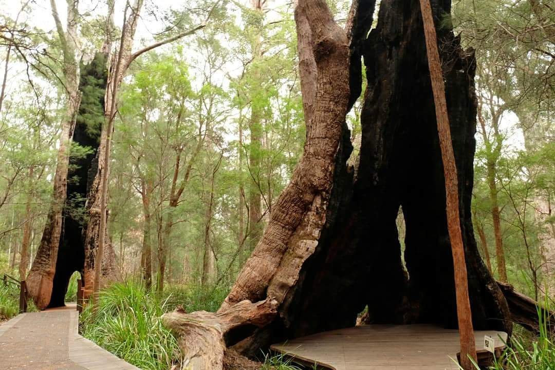 彭伯顿旅游景点-Warren National Park