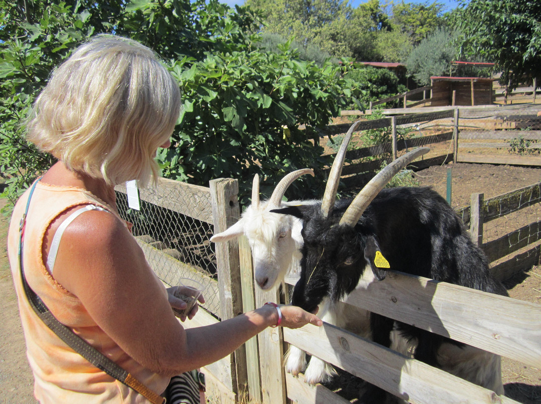 Ferme Zoo de Bouzigues景点图片