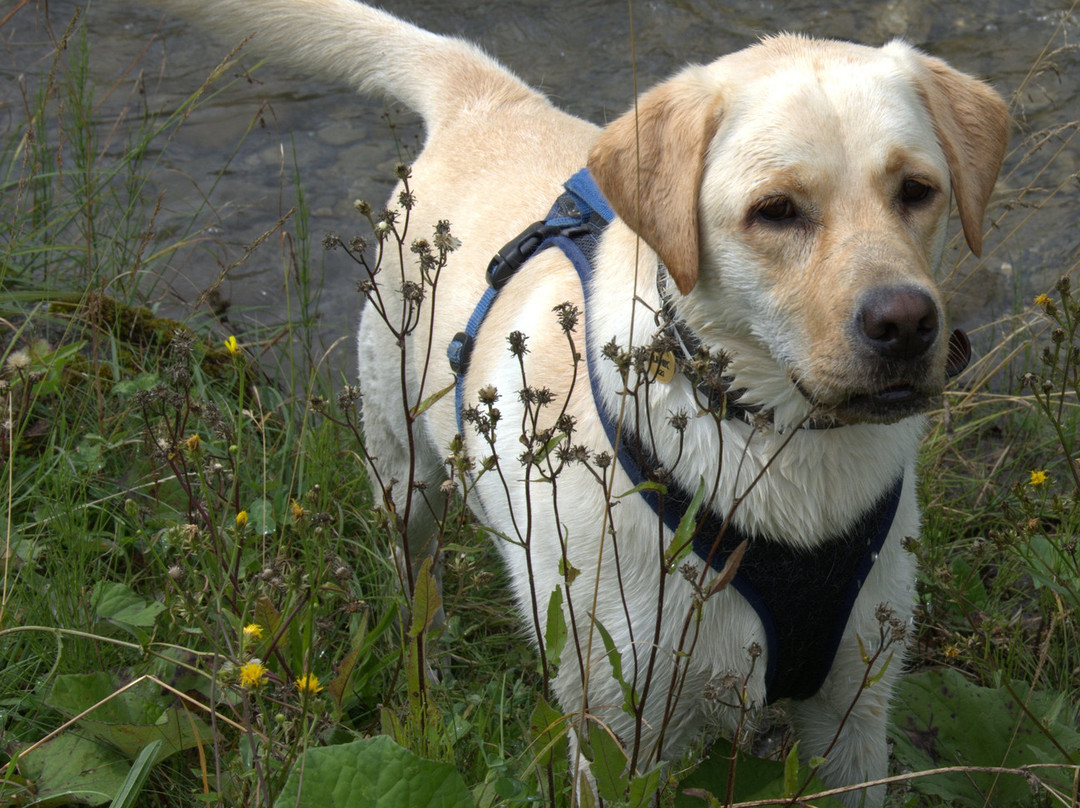 Hotel Garni Alpenruh主图