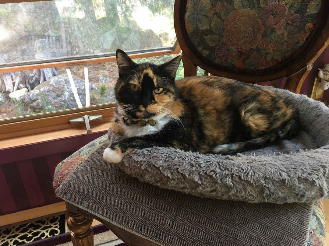 Heritage Pines Inn B&B主图