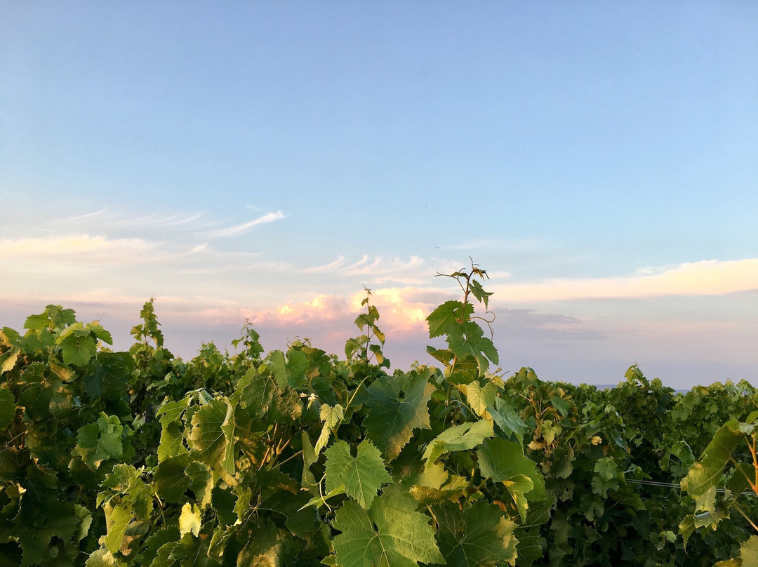 Landgut Schill主图