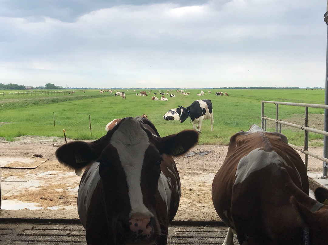 Kaasboerderij de Graaf景点图片