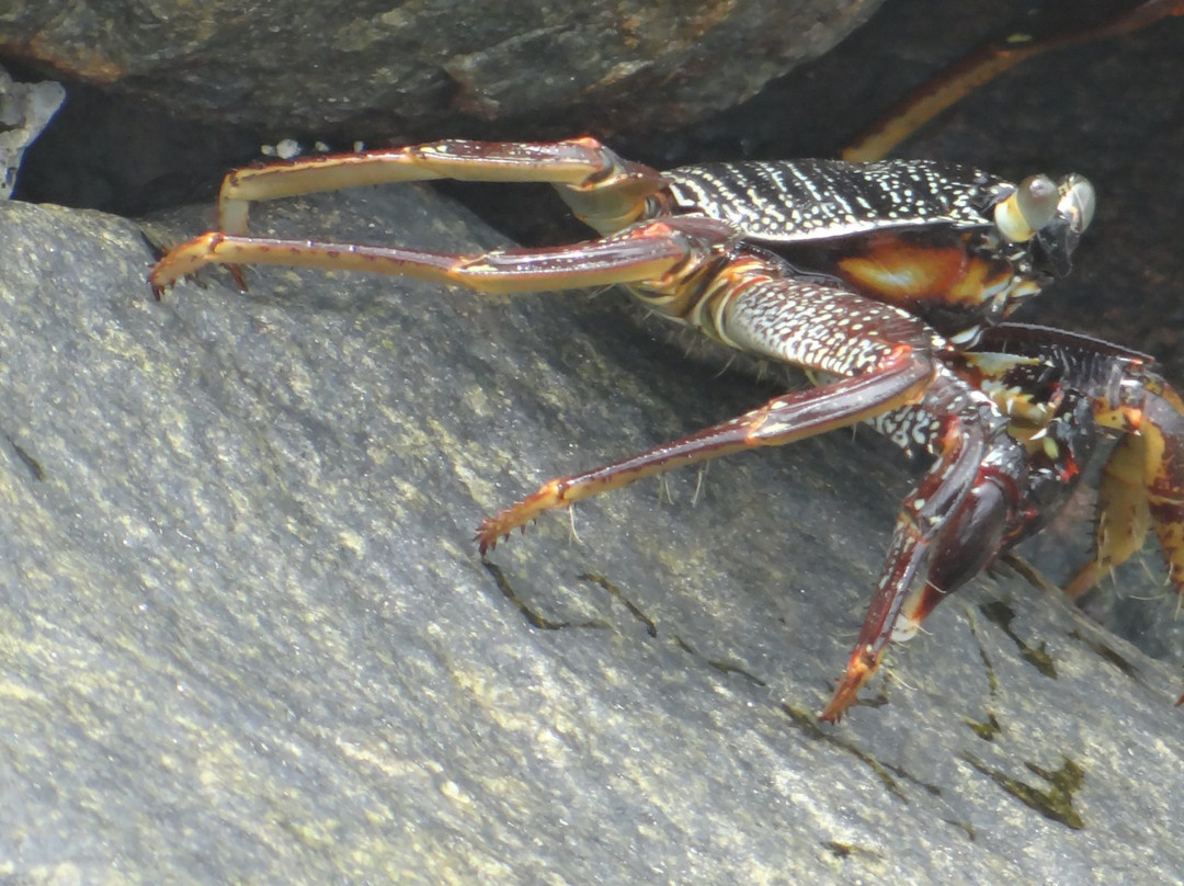 Paguro Beach Inn主图