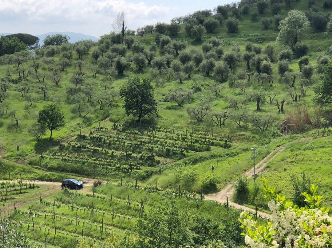 Tuscany In Limo景点图片