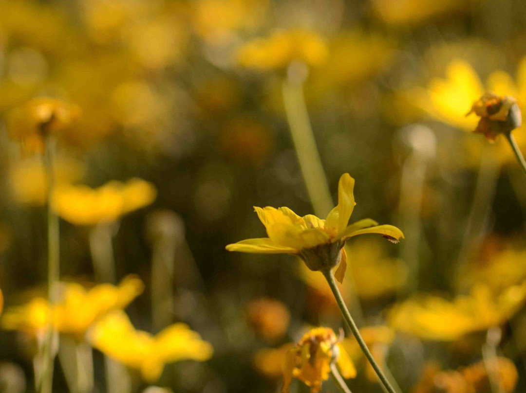 Random Harvest Country Cottages主图