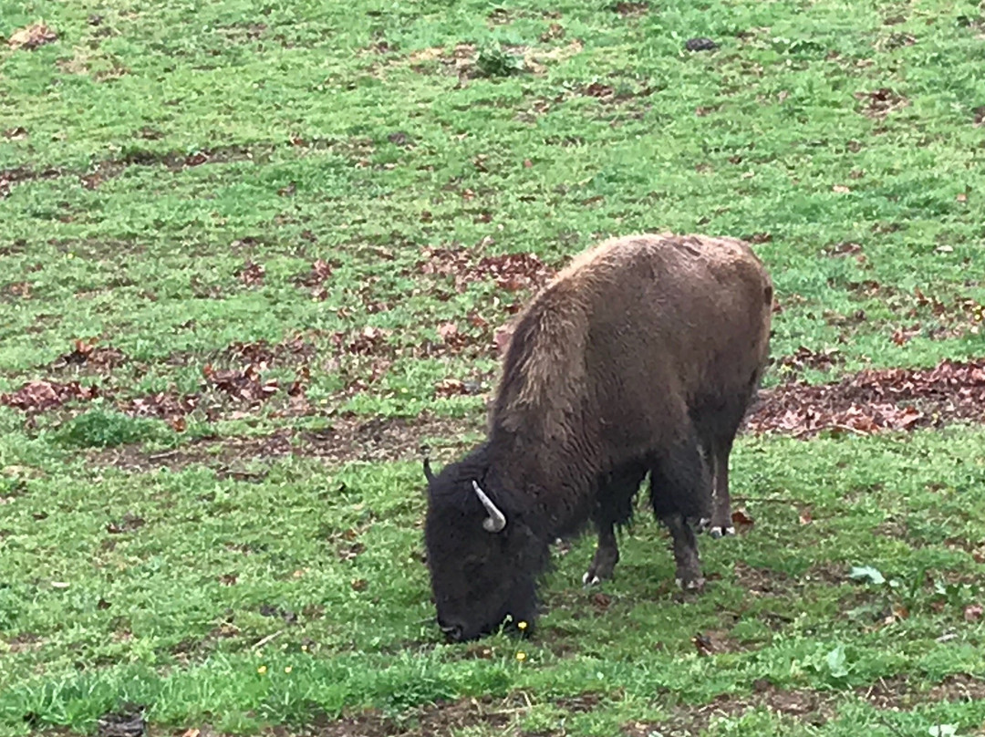 West Virginia State Wildlife Center景点图片