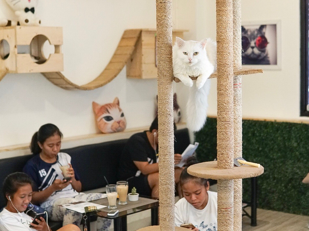 Meeyaw Cat Cafe-Kabacan必去景点