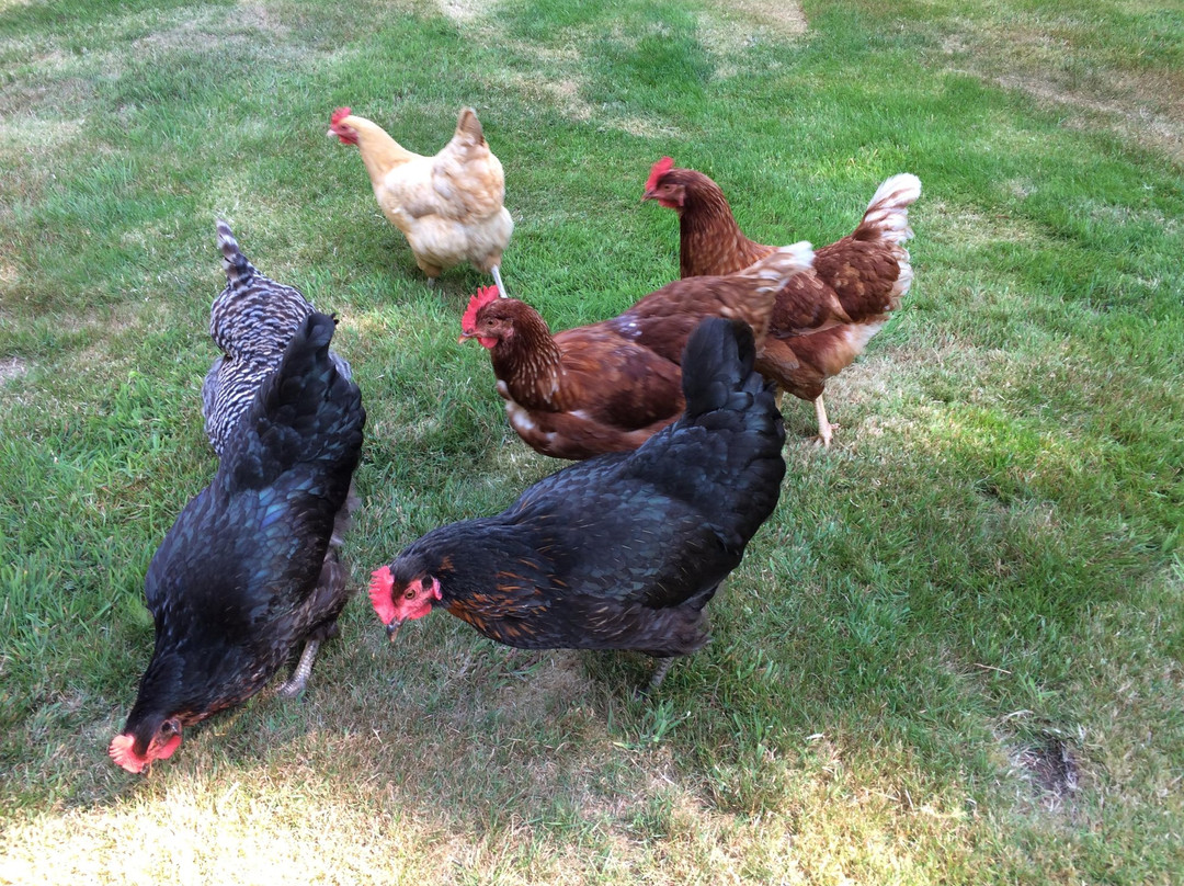 Cape Lookout Bed n Breakfast主图