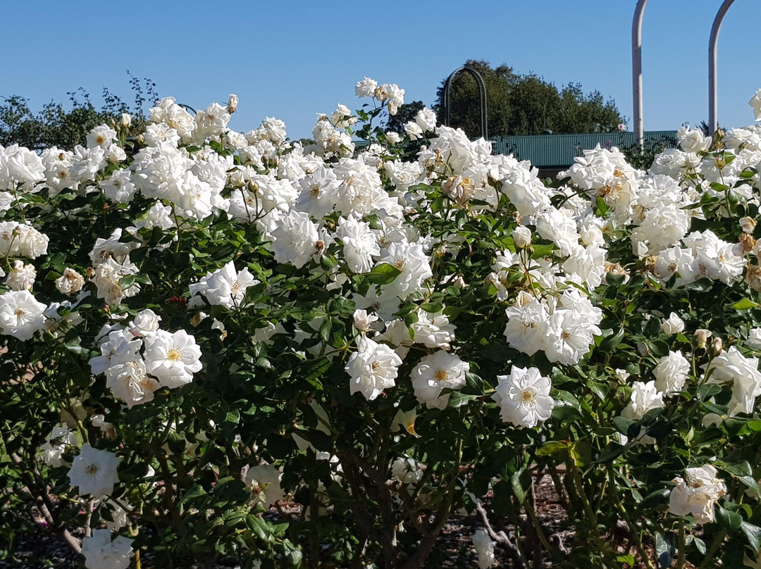 Morwell Centenary Rose Garden景点图片