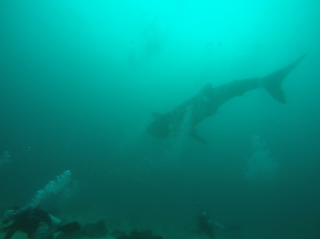 Fun Dive Asia景点图片